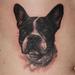 Tattoos - realistic tattoo of my clients dog.. - 62043